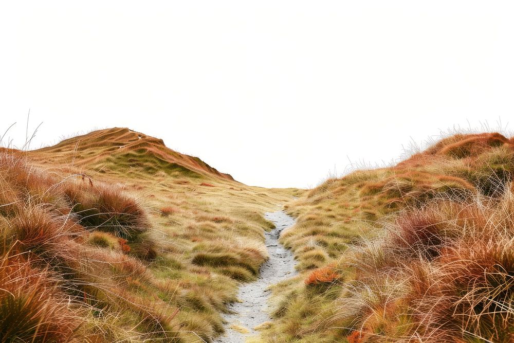 Serene grassy hill path