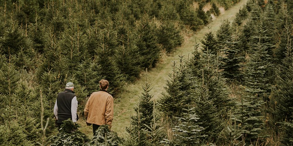 Men walking through Christmas trees