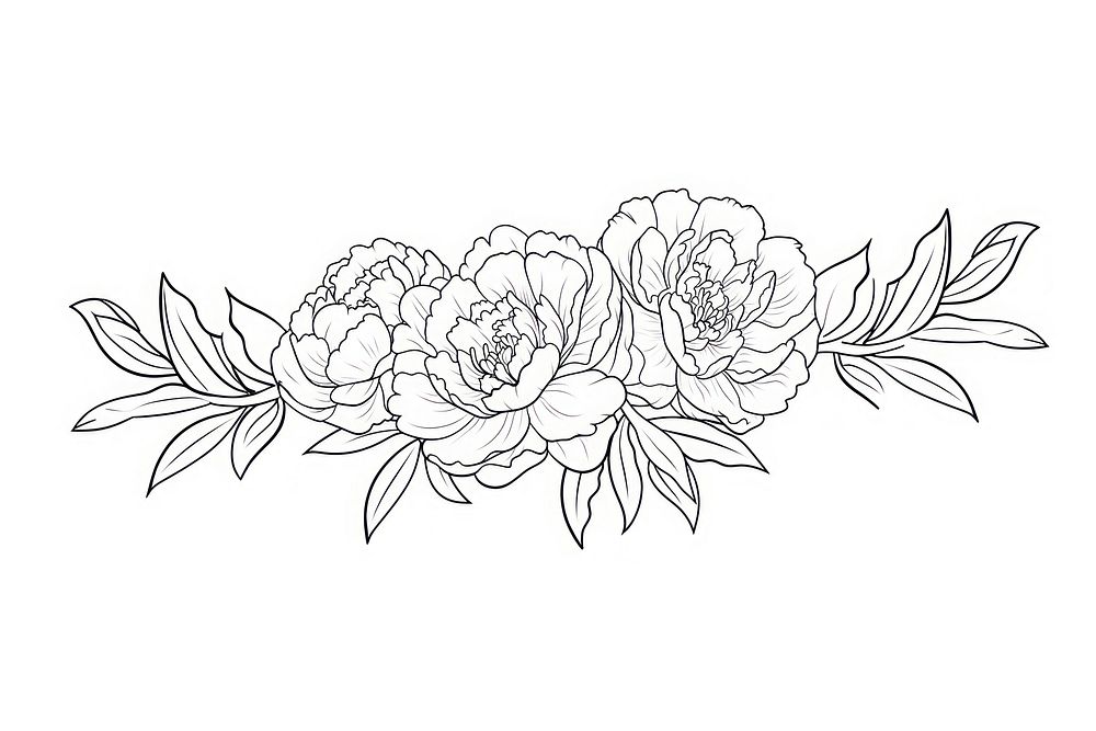 Peonies art illustration drawing.