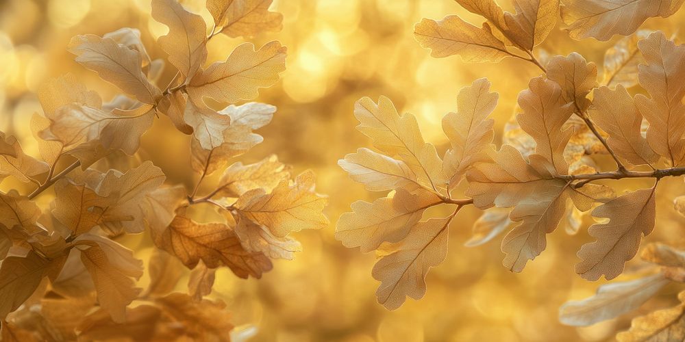 Oak tree leaves leaf background outdoors.