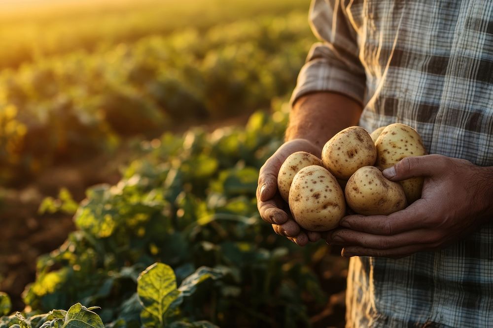 Hands holding potatoes vegetable produce organic.