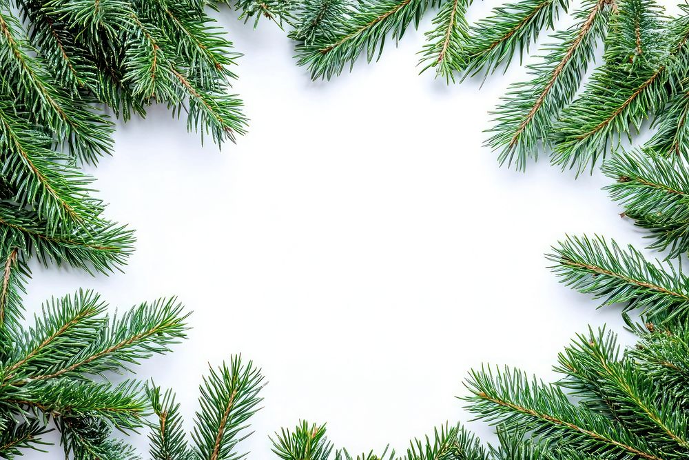 Fir tree frame border background christmas white.