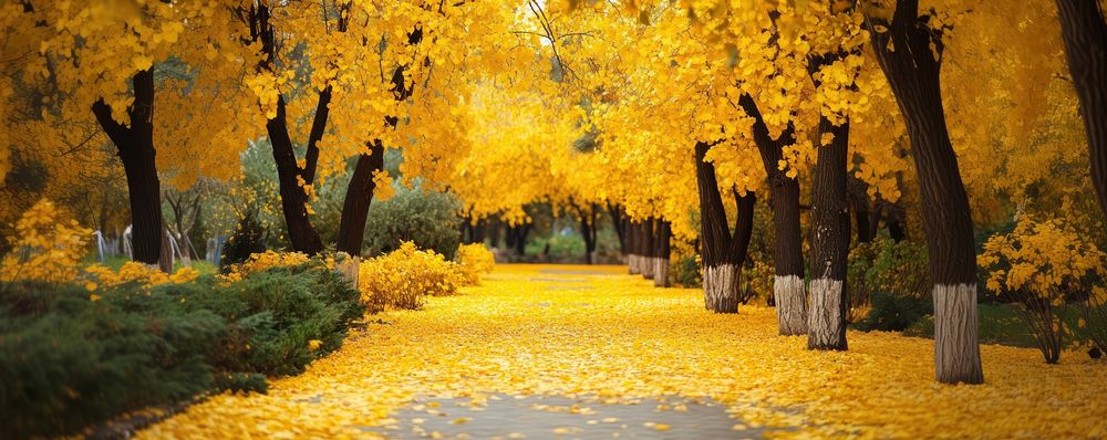 Yellow Autumn trees garden autumn landscape outdoors.