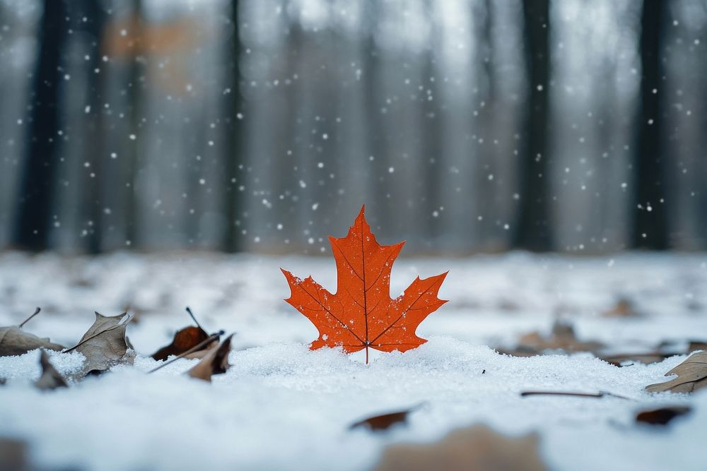 Orange maple leaf drop forest snow photography.