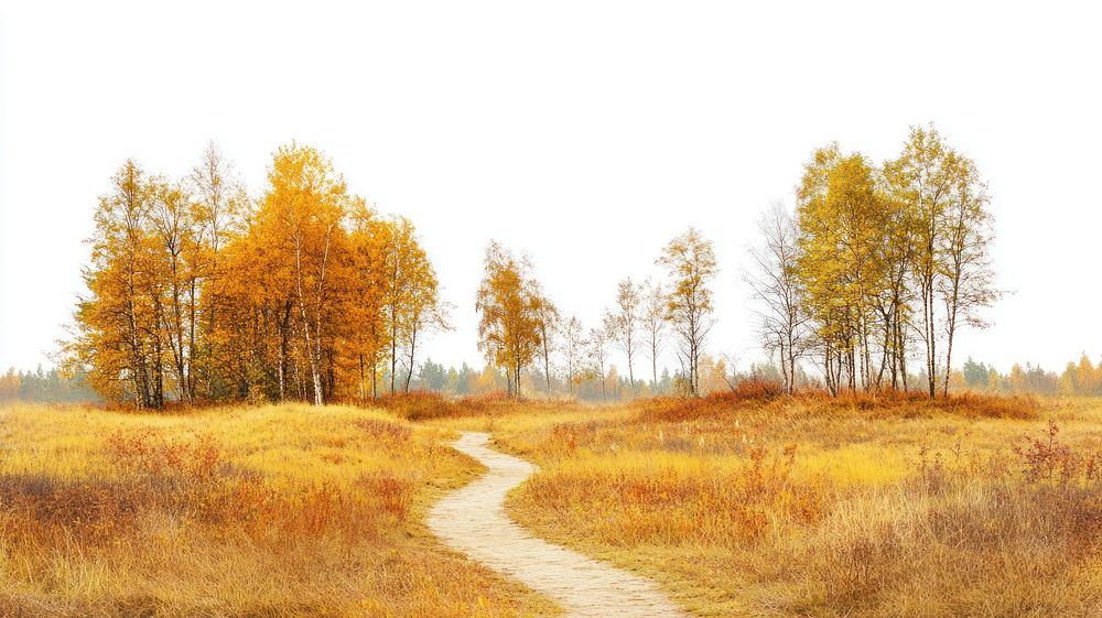 Real park dirt path landscape autumn outdoors.