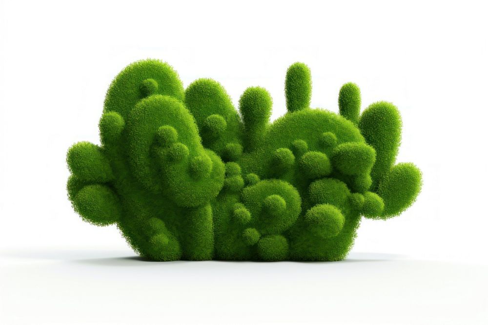 Cactus plant green moss.