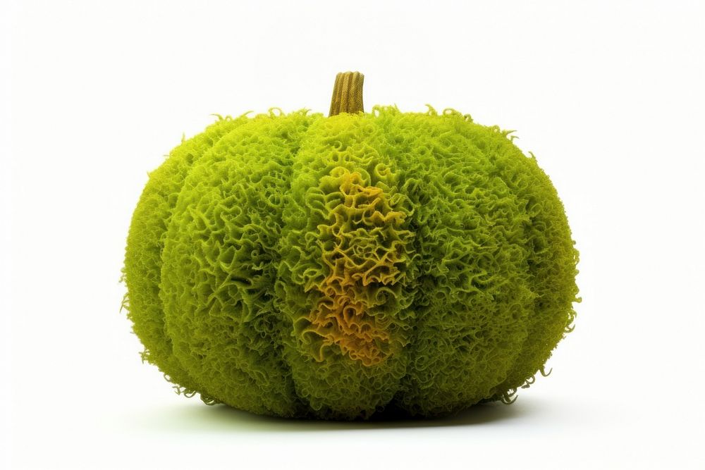 Pumpkin icon vegetable plant food.