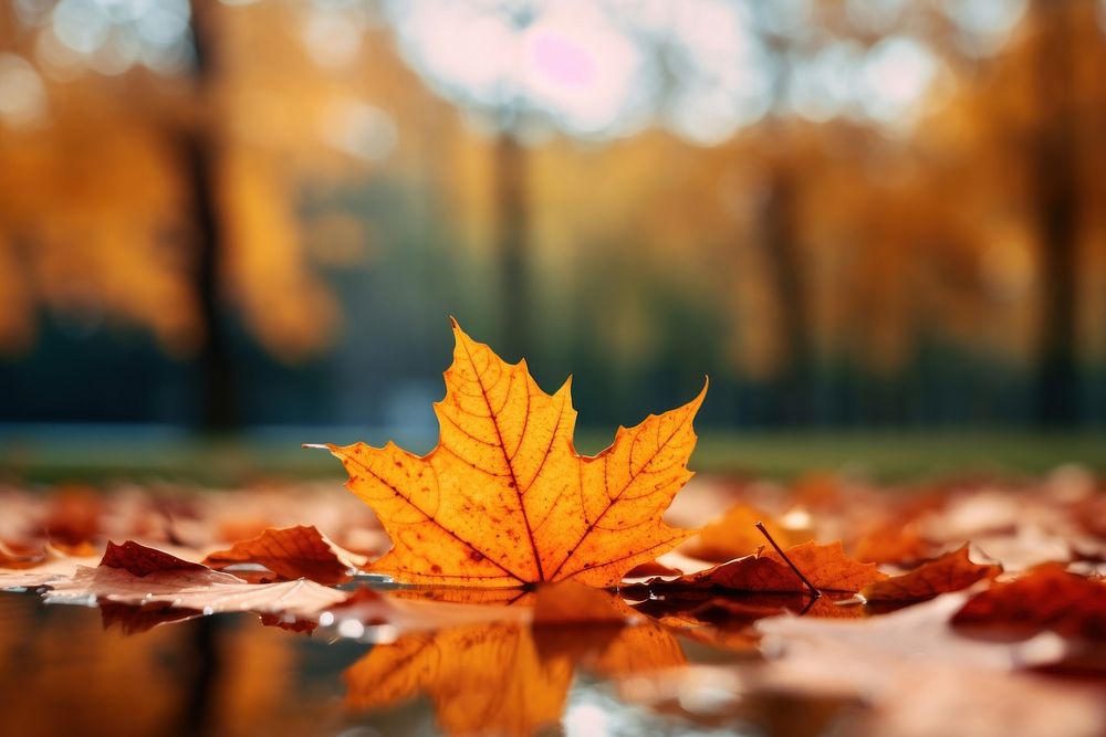 Leaves falling autumn plant leaf. AI generated Image by rawpixel.