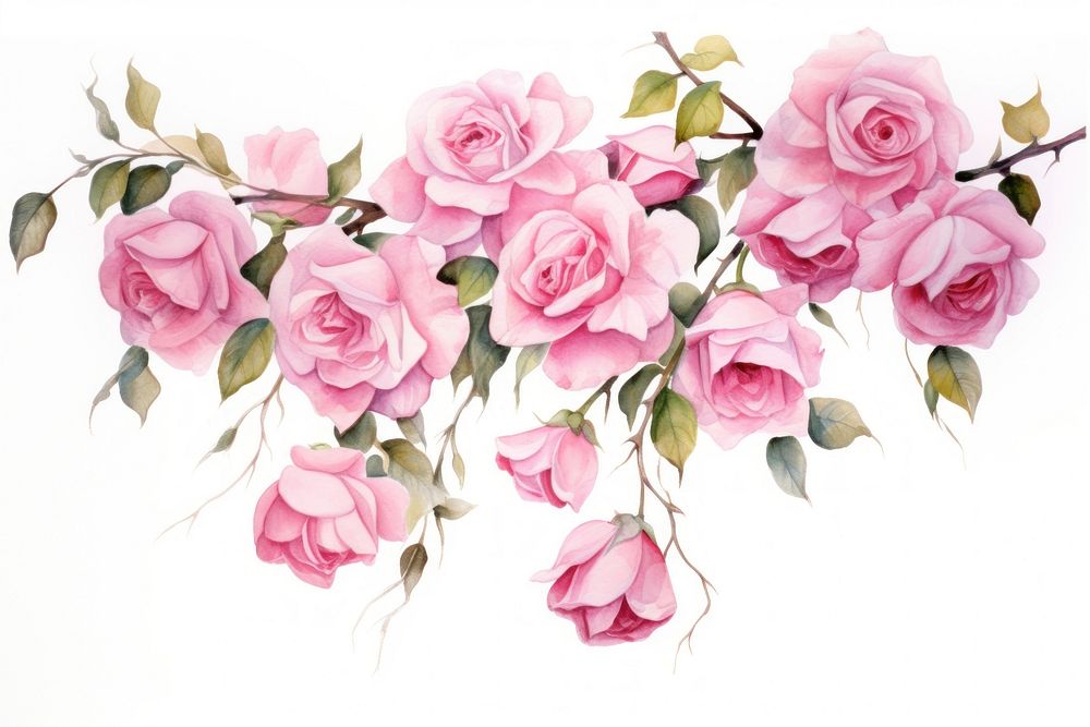 Pink roses pattern flower nature.