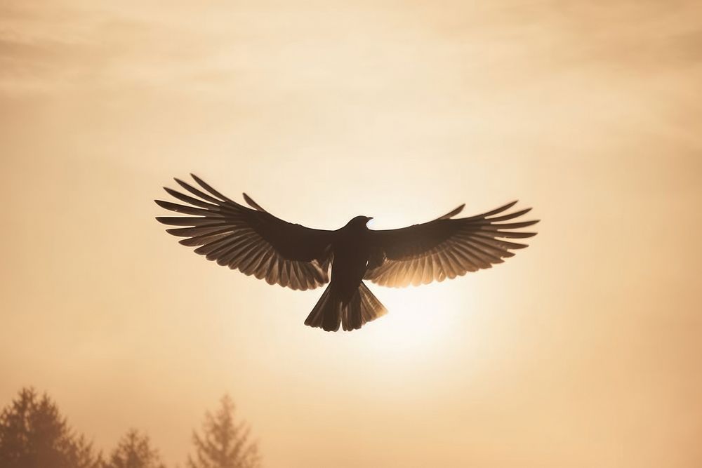 Aesthetic Photography bird flying animal sky backlighting.