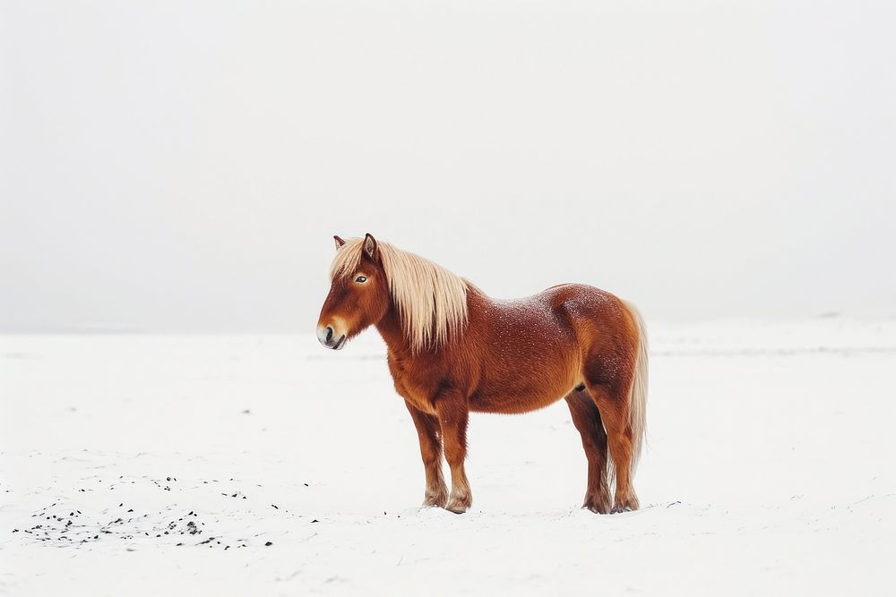Icelandic horse stallion standing animal.