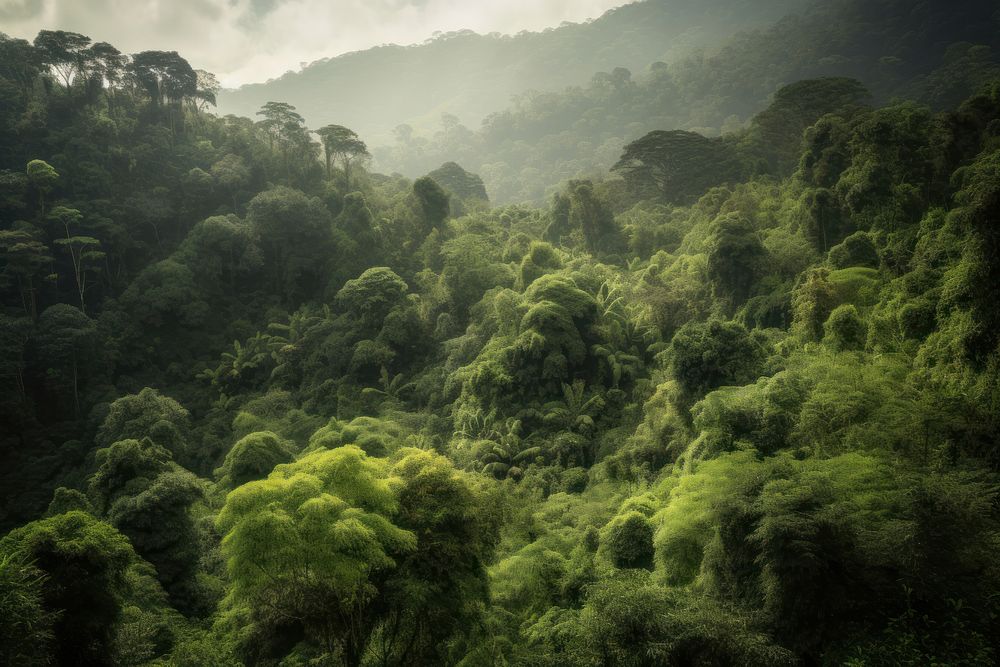Tropical green forest land vegetation landscape.