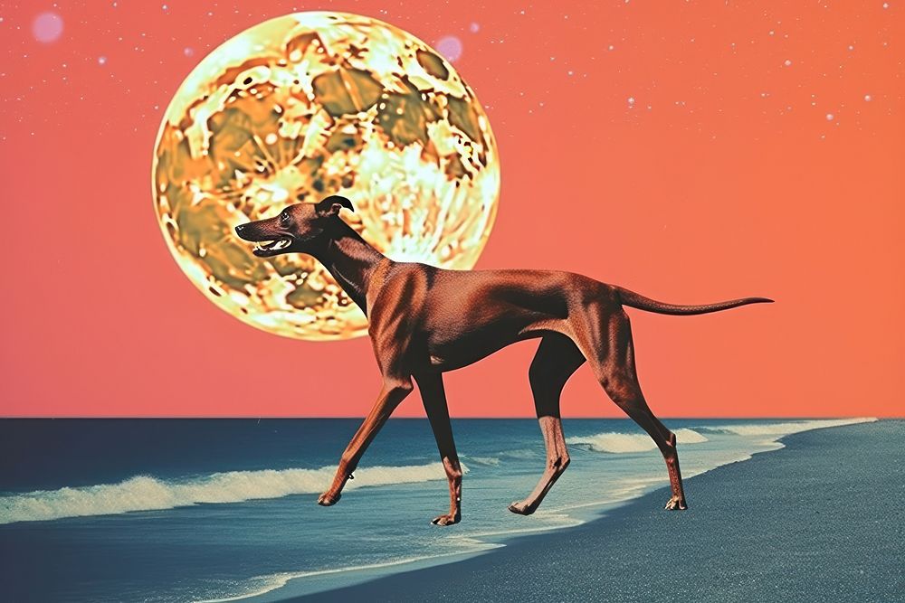 Collage Retro dreamy Greyhound astronomy greyhound outdoors.