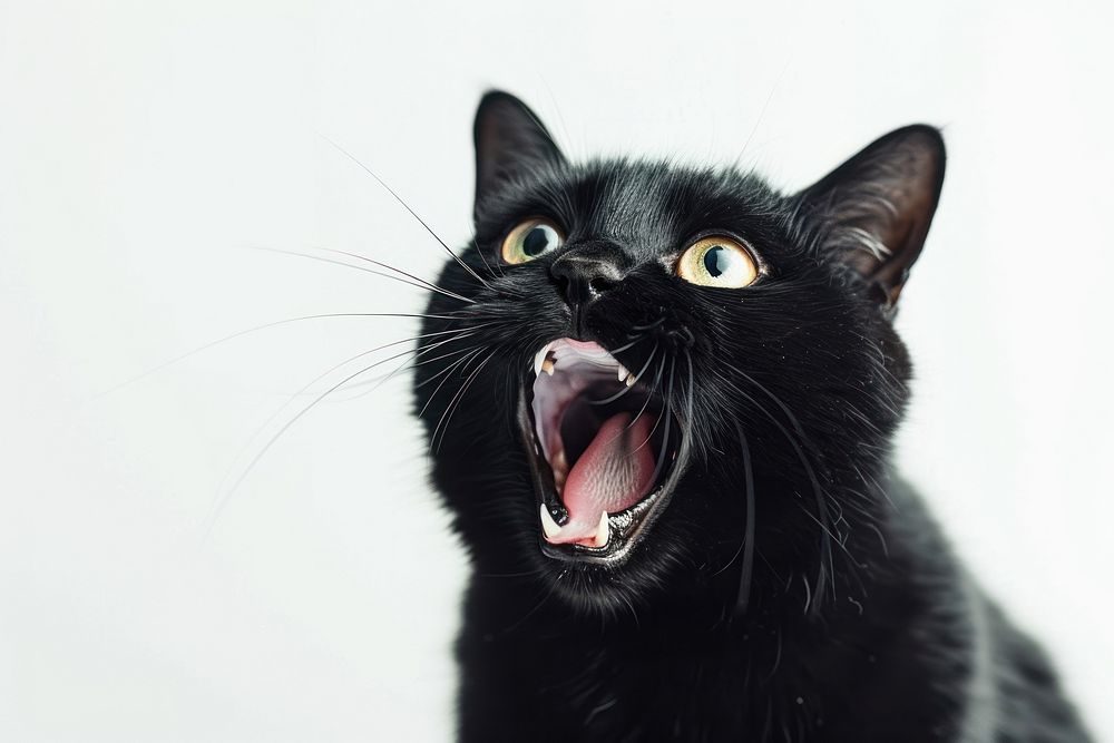 Cat act like shocking mammal animal black.