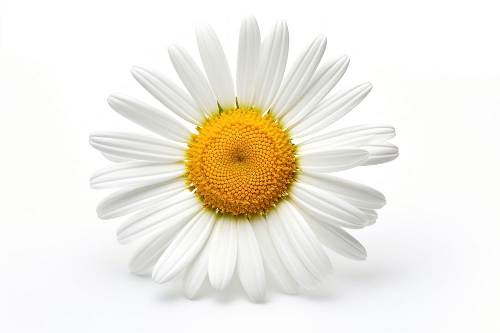 Beautiful chamomile flower daisy petal plant. AI generated Image by rawpixel.