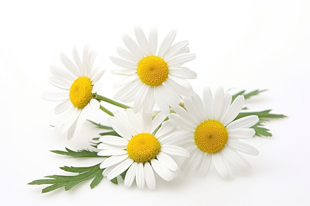 Chamomile flower daisy plant. AI generated Image by rawpixel.
