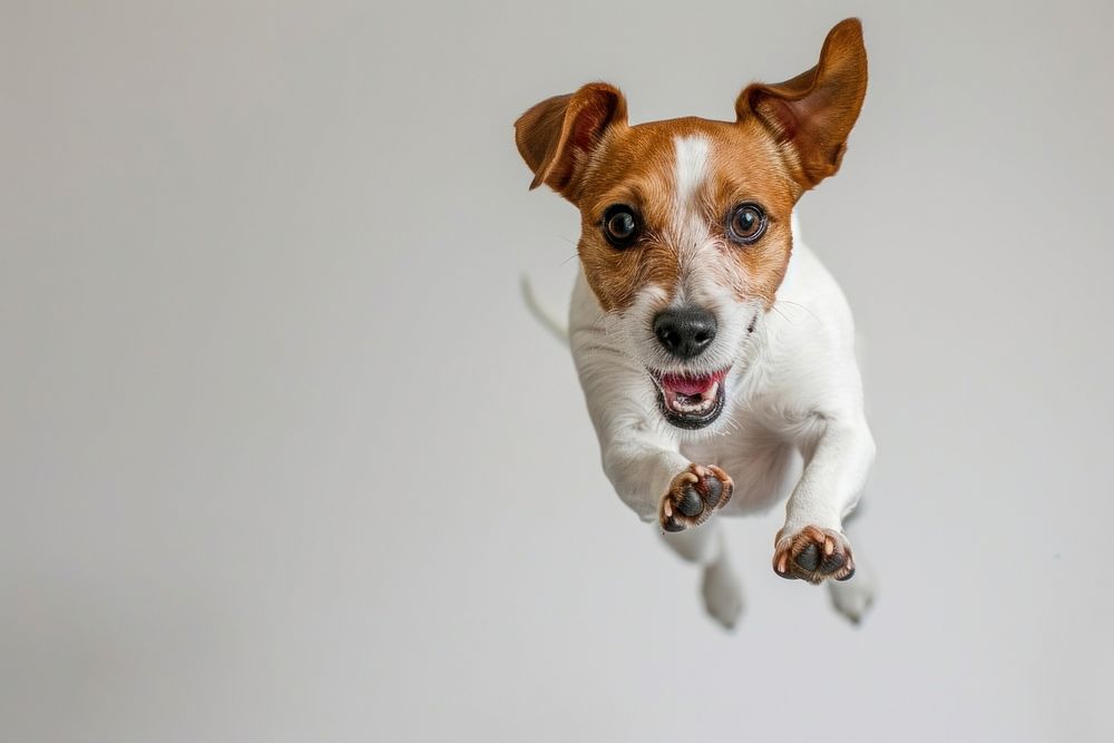 Jack russell terrier chihuahua jumping animal.