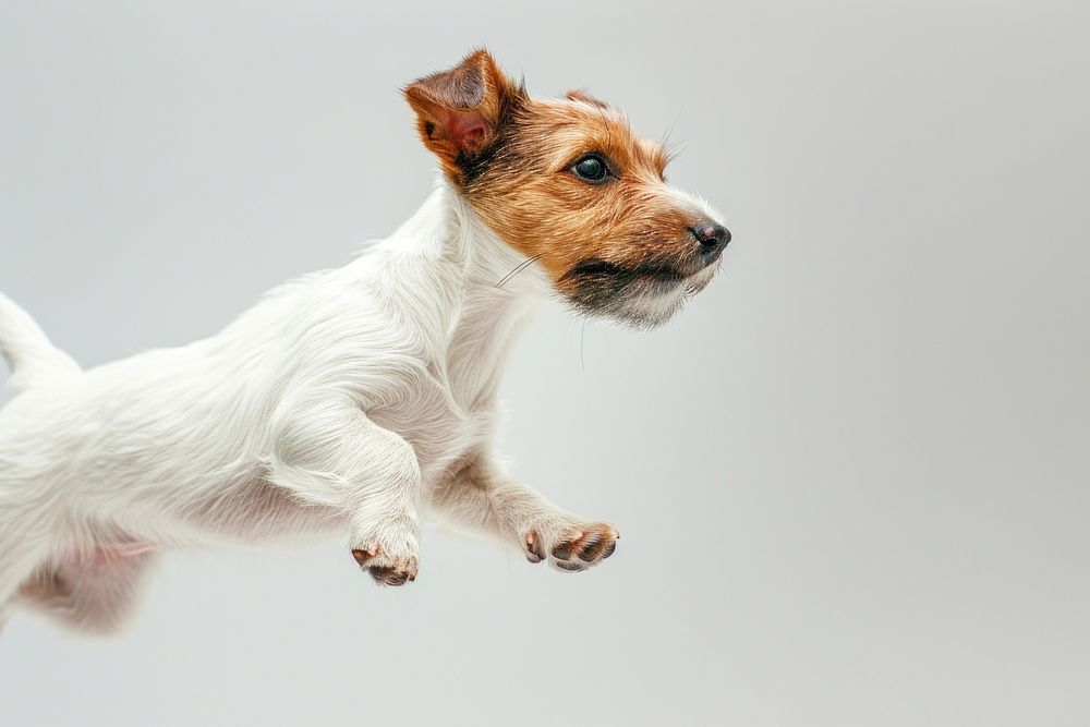 Jack russell terrier animal mammal dog.