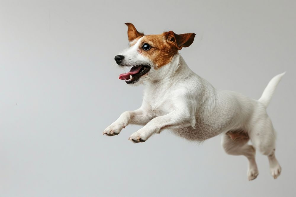 Jack russell terrier jumping mammal animal.