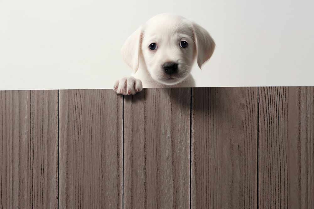 White dog on wooden fence