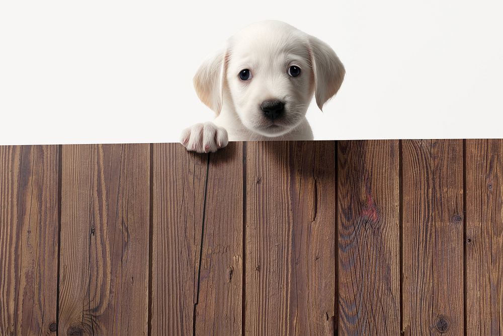 White dog on wooden fence