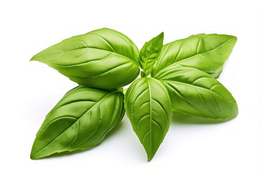 Fresh green organic basil a leaf plant herbs white background. AI generated Image by rawpixel.