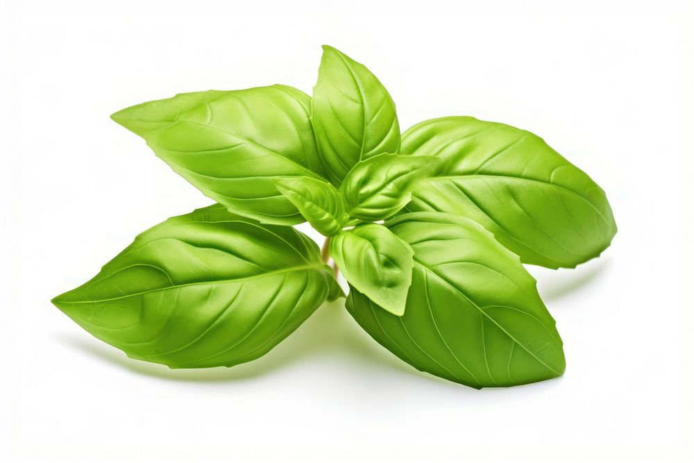 Fresh green organic basil leaf plant herbs white background. AI generated Image by rawpixel.