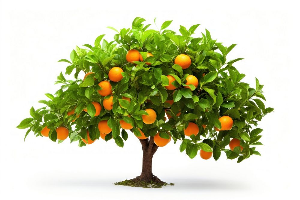 Orange Tree tree grapefruit bonsai. AI generated Image by rawpixel.