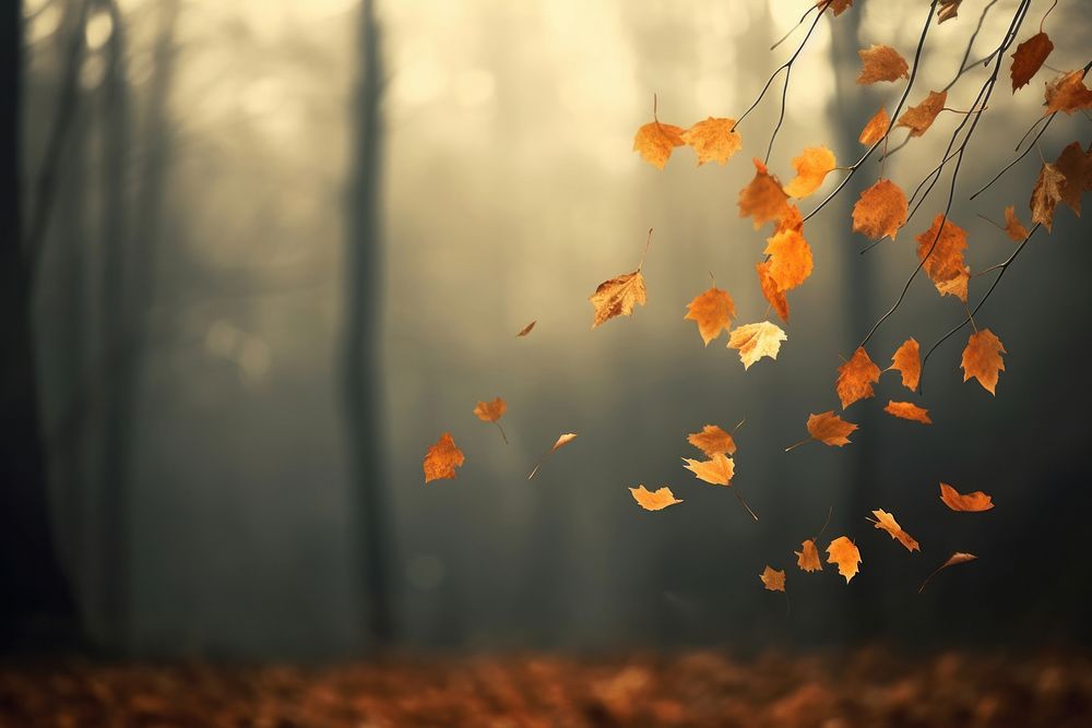 Leaves falling backgrounds sunlight autumn. AI generated Image by rawpixel.