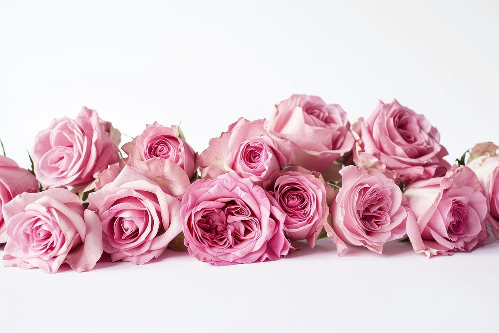 Many pink roses flower petal plant.