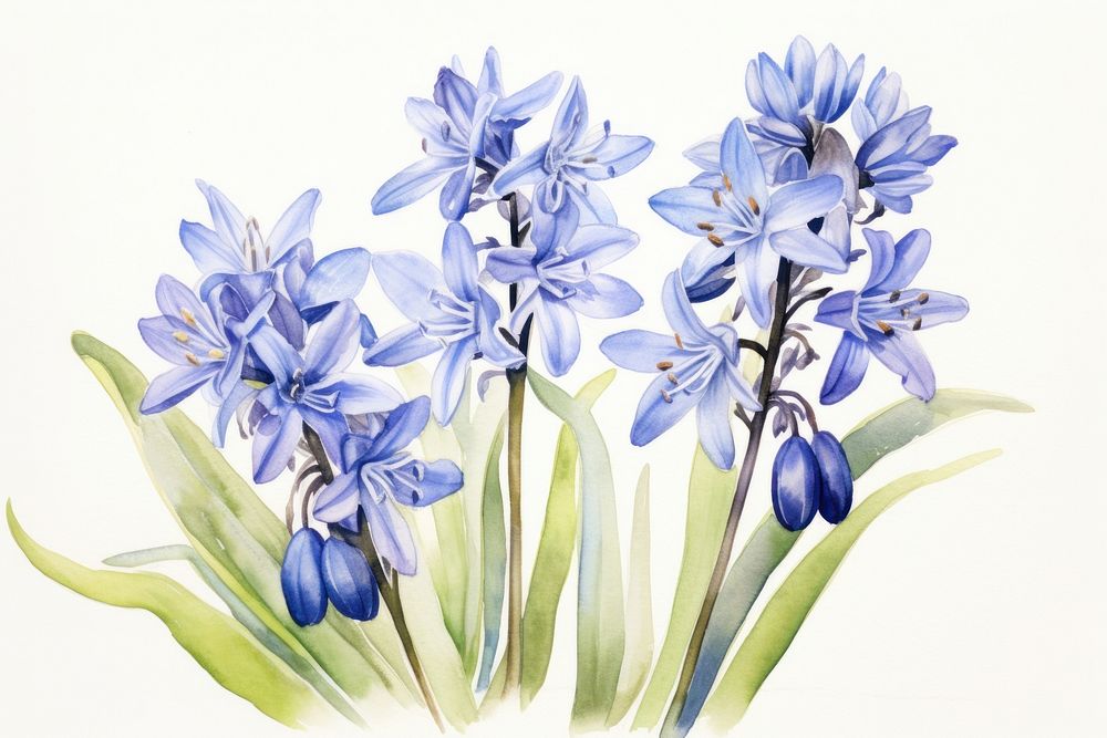 Blue scilla siberica blossom flower plant. AI generated Image by rawpixel.
