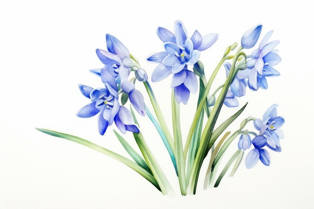 Blue scilla siberica blossom flower plant. AI generated Image by rawpixel.
