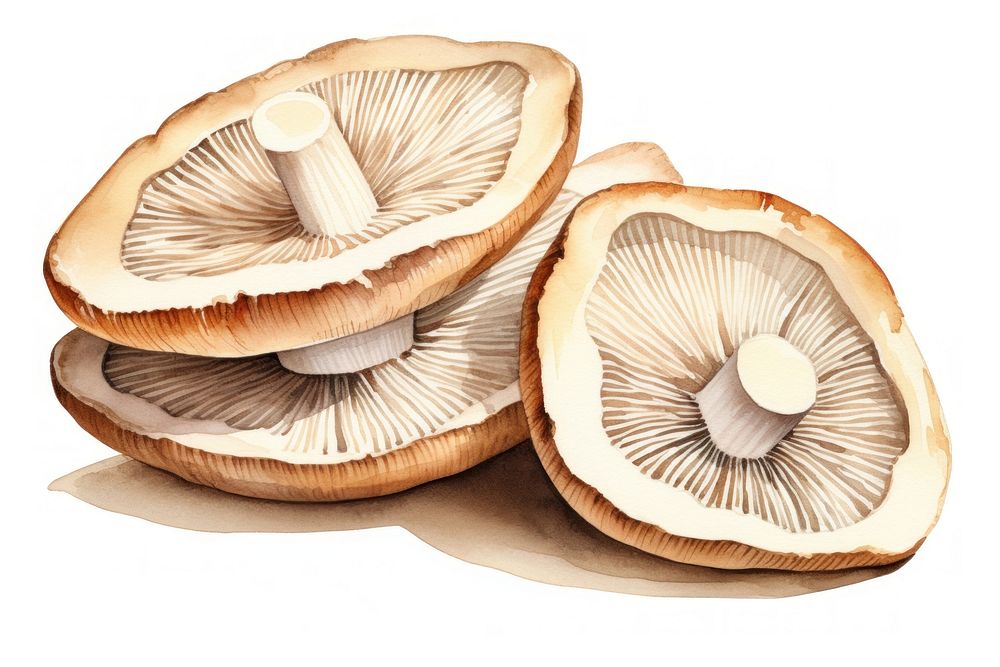 Mushroom fungus plant white background. AI generated Image by rawpixel.