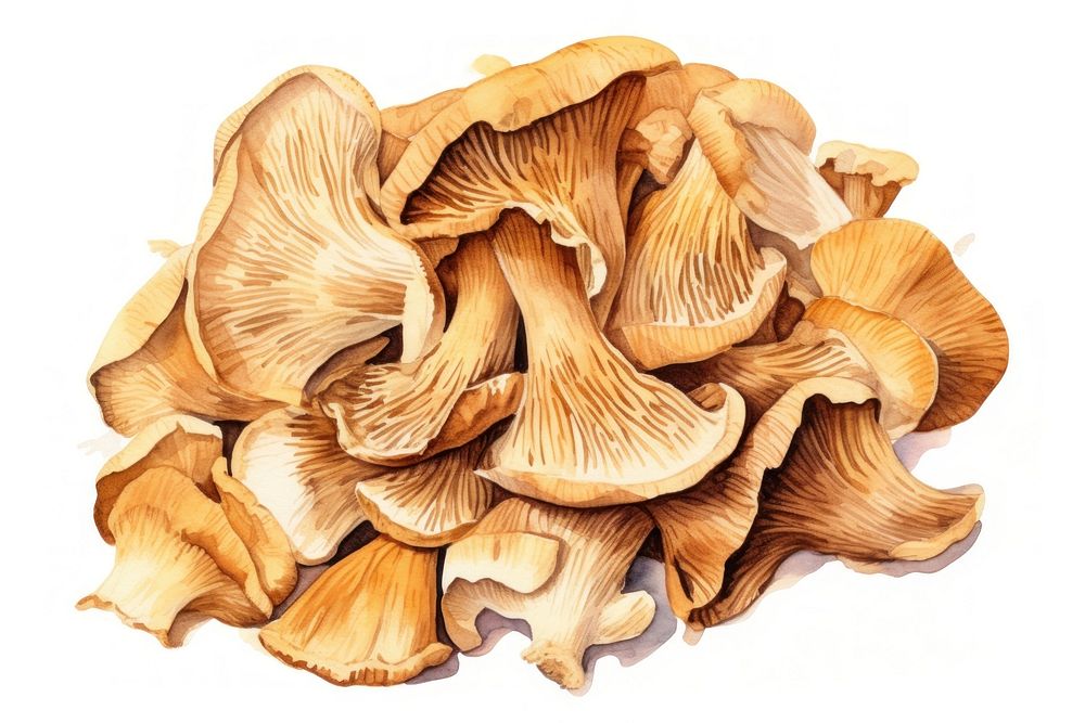 Dried mushrooms fungus plant white background. AI generated Image by rawpixel.