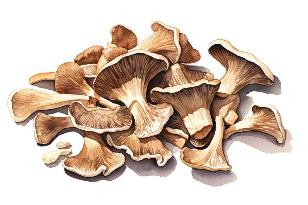 Dried mushrooms fungus white background vegetable. AI generated Image by rawpixel.