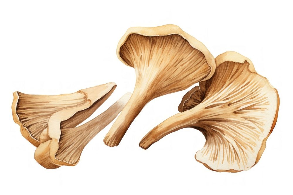 Dried mushrooms fungus white background matsutake. AI generated Image by rawpixel.