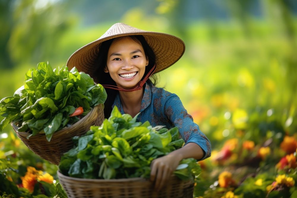 Vietnam woman vegetable harvesting gardening.