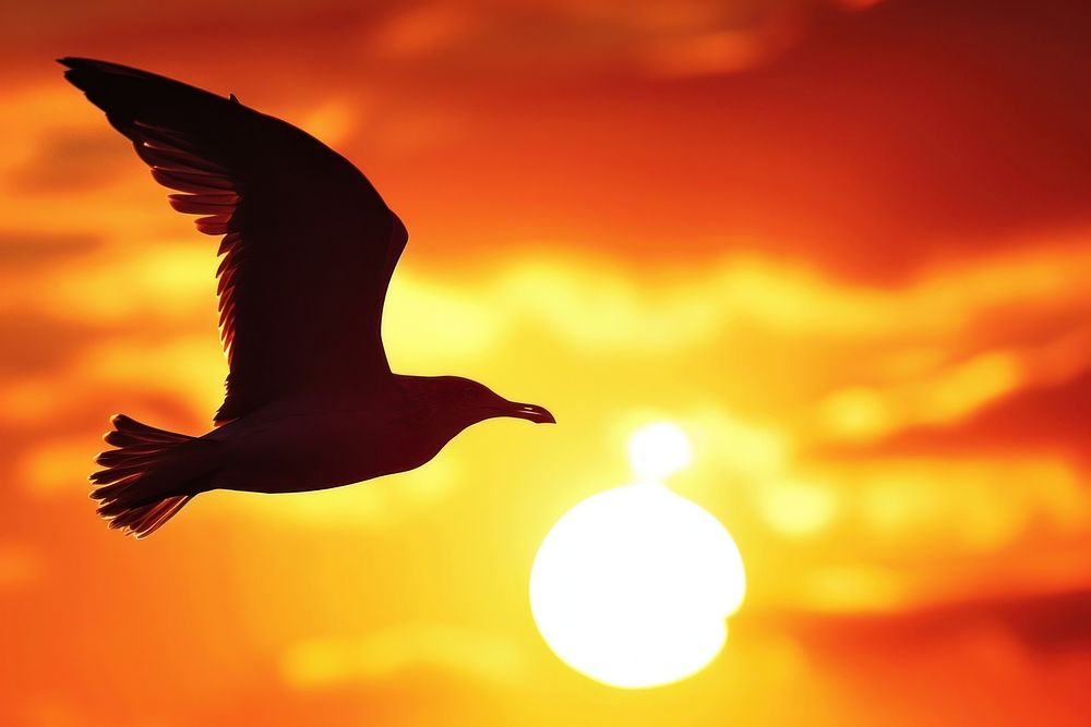 Photo of bird on sky sunlight outdoors seagull.