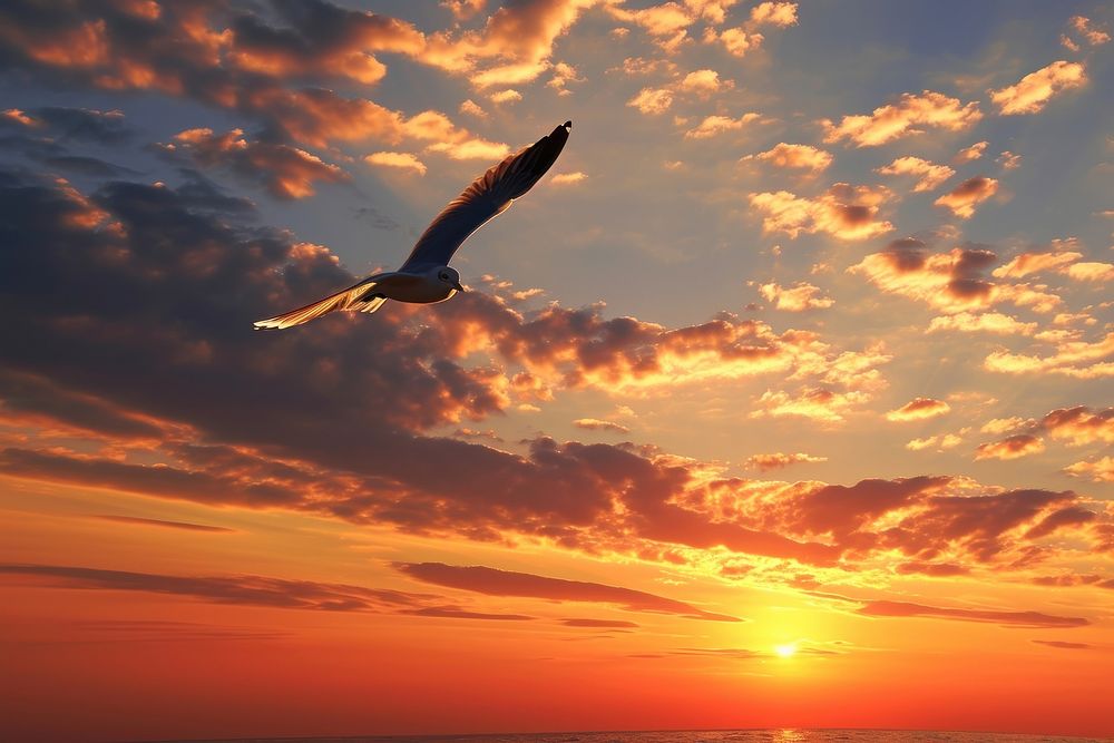 Photo of bird on sky sunlight outdoors horizon.