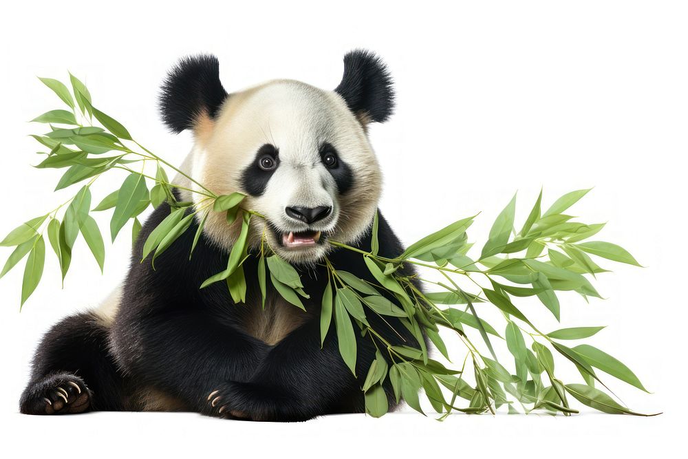 Panda eating bamboo leaves wildlife mammal animal.