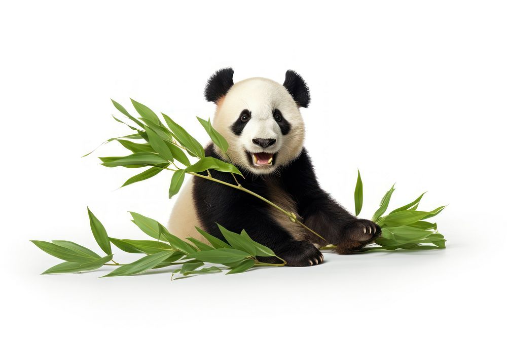 Happy panda eating leaves wildlife animal mammal.