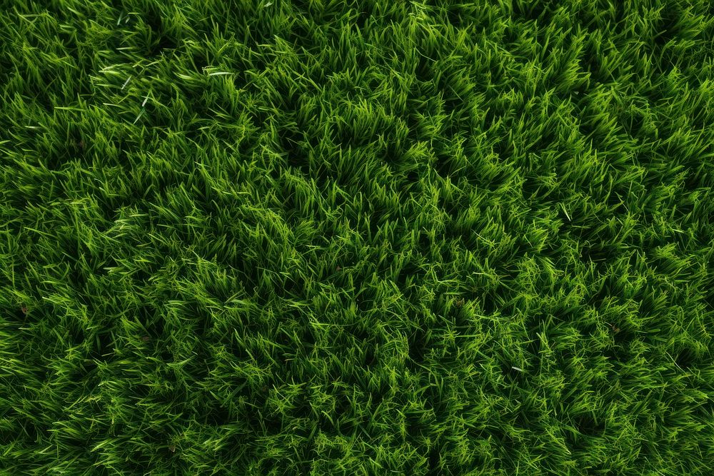 Lawn grass backgrounds outdoors.
