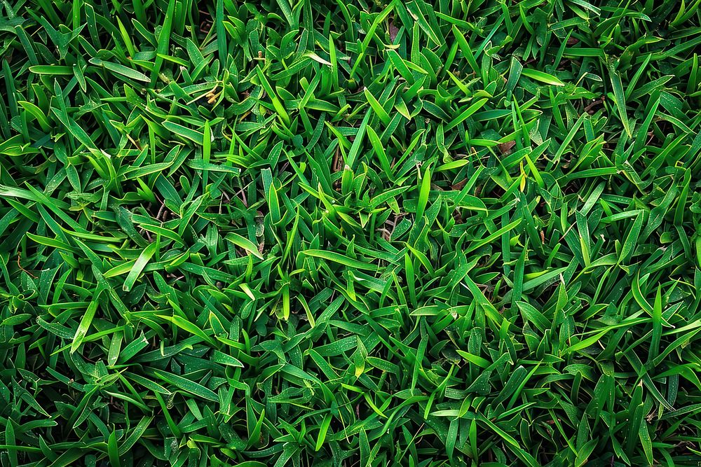 Lawn grass backgrounds plant.