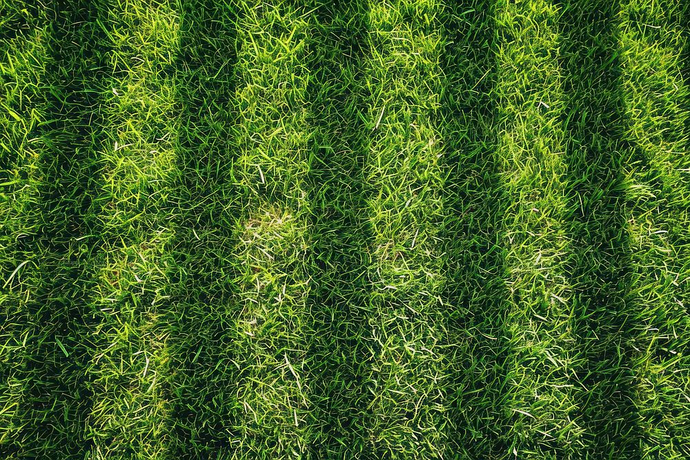 Lawn strip line grass backgrounds texture.