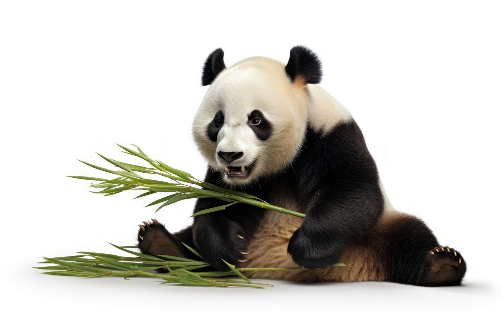 Panda eating sugarcane wildlife animal mammal.