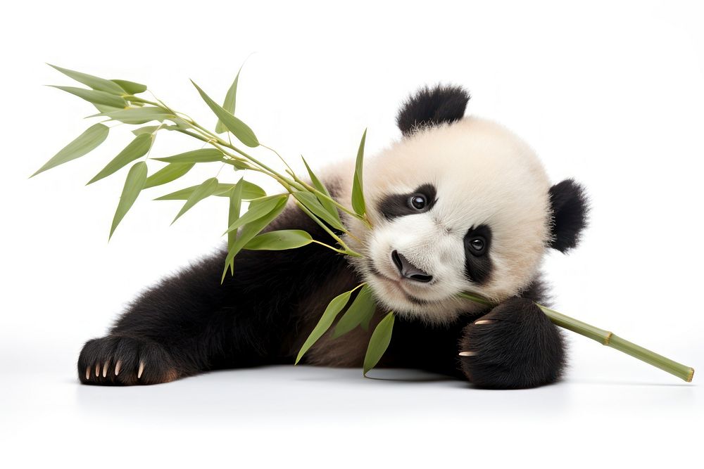 Panda holding bamboo stick wildlife animal mammal.