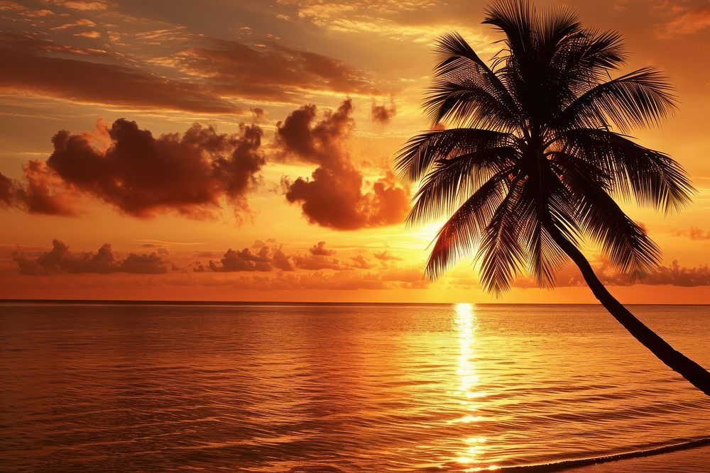 Photo of palm tree at sea sunset sky sunlight.