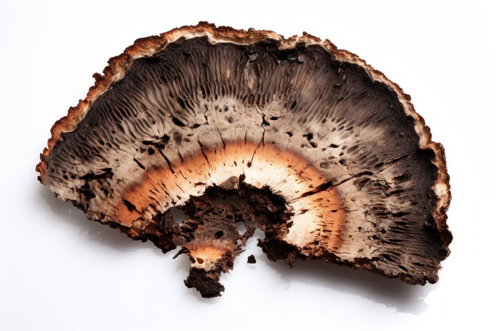 Mushroom slice with brunt fungus white background amanita.