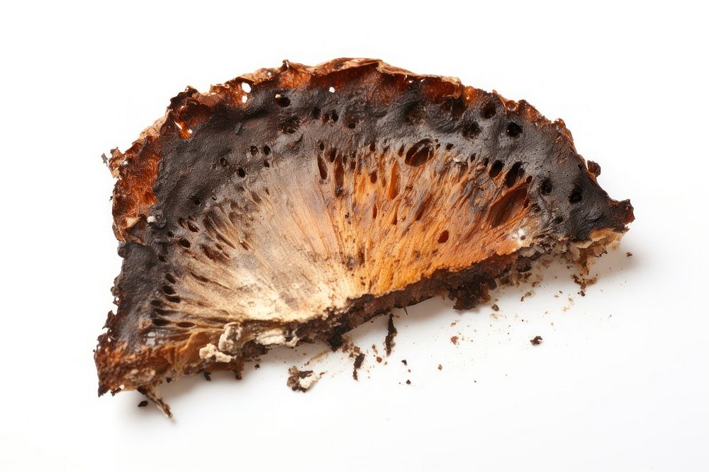 Mushroom slice with brunt white background fossil fungus.