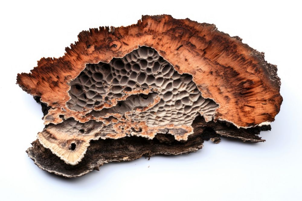 Mushroom slice with brunt fungus white background textured.